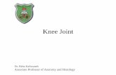 Knee Joint - Doctor 2017 - JU Medicine