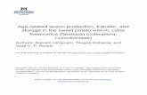 Age-related sperm production, transfer, and storage in the ...