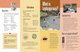 What is Leptospirosis? - Hawaii Department of Health -