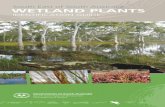 wetland plants - South East Natural Resources Management Board