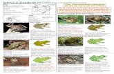 Frogs & Toads of Nevada - Nevada Department of Wildlife