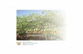 Production guidelines: Cassava - Department of Agriculture