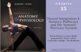Neural Integration I: Sensory Pathways and the Somatic Nervous