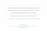 The Effects of Cell Clustering on Cell Differentiation in Human