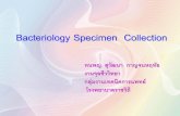 Bacteriology Specimen Collection