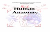 Department of Human Anatomy Human Anatomy
