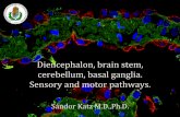 Diencephalon, brain stem, cerebellum, basal ganglia ...