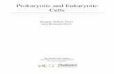 Prokaryotic and Eukaryotic Cells - Weebly