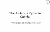The Estrous Cycle in Cattle - University of Missouri Extension