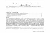 Tooth organogenesis and regeneration - StemBook