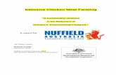 Intensive Chicken Meat Farming - Nuffield International