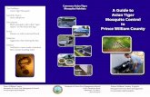 Asian Tiger Mosquito - Prince William County Government