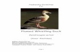 Plumed Whistling Duck.pdf
