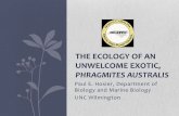The Ecology of an Unwelcome Exotic, Phragmites australis