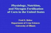 Physiology, Nutrition, and Fertilization of Corn in the - IPNI - Brasil