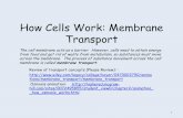 How Cells Work: Membrane Transport - Seattle Central Community