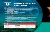 CHAPTER 8 From DNA to Proteins - Weebly