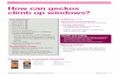 Lesson 3 How can geckos climb up windows?