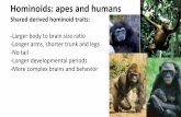Hominoids: apes and humans -Longer arms, shorter trunk and ...