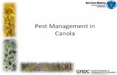 Pest Management in Canola - IPM Guidelines For Grains
