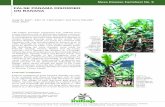 False Panama disorder on banana - Bioversity International