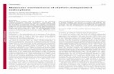 Molecular mechanisms of clathrin-independent endocytosis