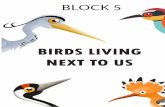 BIRDS LIVING NEXT TO US - SEO/BirdLife