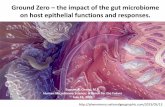 Ground Zero - the impact of the gut microbiome on host epithelial