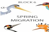 SPRING MIGRATION - SEO/BirdLife