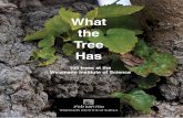 What the Tree Has - Weizmann Institute of Science