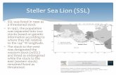 Steller Sea Lion (SSL)