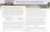 WILD PEAS OF THE ROCKIES - naturallifenews.com