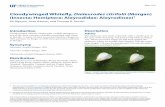 Cloudywinged Whitefly, Dialeurodes citrifolii (Morgan ...