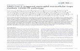 BRIEF DEFINITIVE REPORT SARS-CoV-2 triggered neutrophil ...