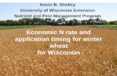 Economic N rate and application timing for winter wheat ...