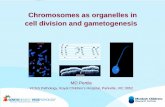 Chromosomes as organelles in cell division and gametogenesis