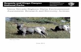 Sierra Nevada Bighorn Sheep Environmental Assessment