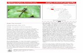 Ophiogomphus howei Bromley pygmy snaketail (dragonfly