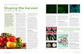 Biology Esther van der Knaap Shaping the harvest