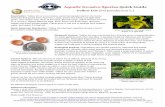 Aquatic Invasive Species Quick Guide - UWSP
