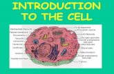 INTRODUCTION TO THE CELL - Mrs. Roderick
