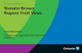 Tomato Brown Rugose Fruit Virus - onfloriculture