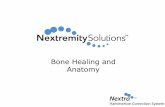 Bone Healing and Anatomy