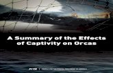 A Summary of the Effects of Captivity on Orcas