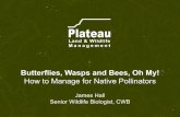 How to Manage for Native Pollinators
