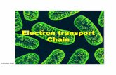 Electron transport Chain - Surendranath College