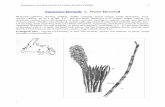 Equisetum fluviatile L - Amazon S3