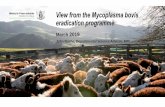 View from the Mycoplasma bovis eradication programme
