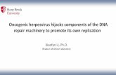 Oncogenic herpesvirus hijacks components of the DNA repair ...