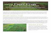 Using Cover Crops in the Home Garden